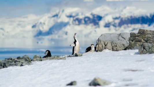 El Tratado Antártico cumple 60 años de su entrada en vigencia
