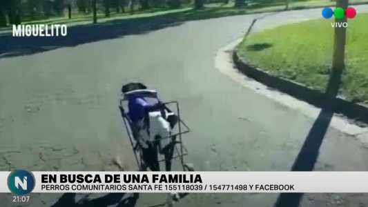 Un hogar para los animales de Perros comunitarios Santa Fe