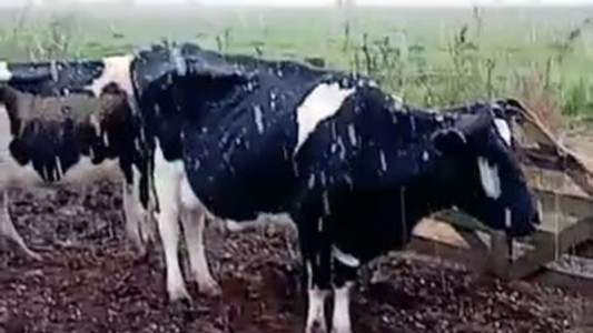 Nieve en Santa Fe: copos tapizaron los campos a 135 kilómetros de Rosario