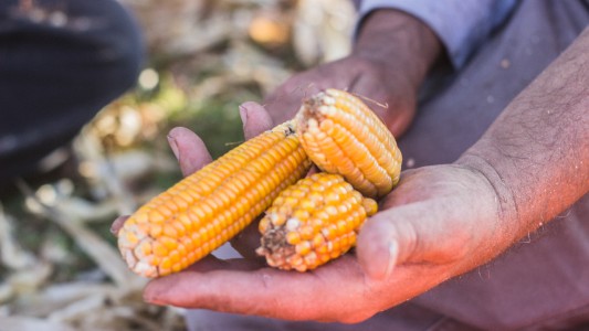Verdurazo en el Puente Colgante: desde las 11, regalan mil kilos de verdura
