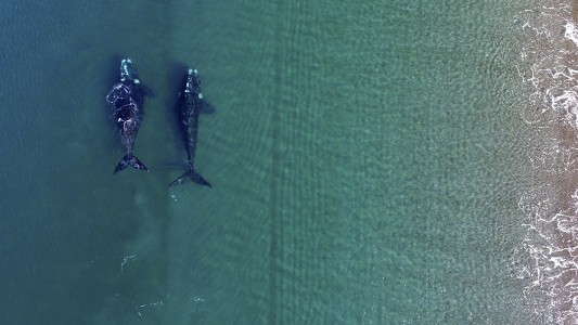 Chubut: comenzó la temporada de ballenas en Península Valdés