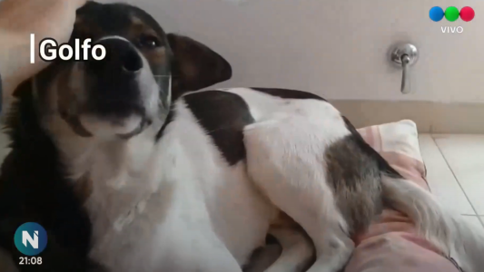 Peros comunitarios Santa Fe: ellos buscan una familia