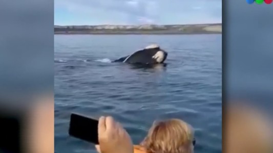 Video: llegaron las ballenas a Puerto Pirámides