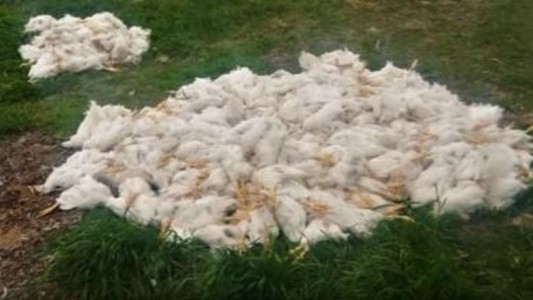 Acusan a dos nenes de matar a palazos a 700 gallinas en Reconquista