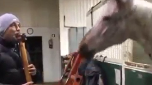 Un caballo se puso a bailar al ritmo del folclore y derritió de amor las redes sociales