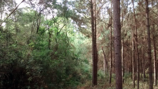 El Conicet desarrollará un plan de conservación en bosques cultivados