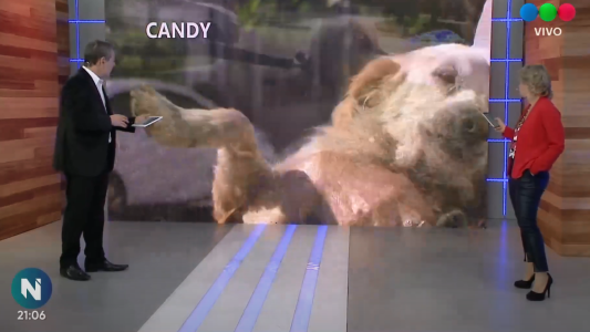 Perros comunitarios Santa Fe: quiénes buscan una famila