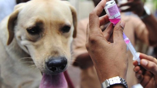 Rincón: este viernes vuelve la vacunación antirrábica de mascotas