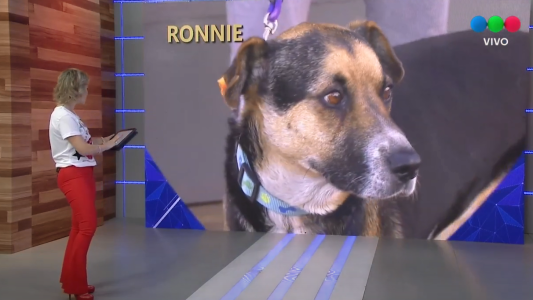 Estos son los animales que buscan una familia en Perros comunitarios Santa Fe