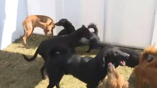 "No conocían la luz del día": el municipio puso fin a un depósito de mascotas