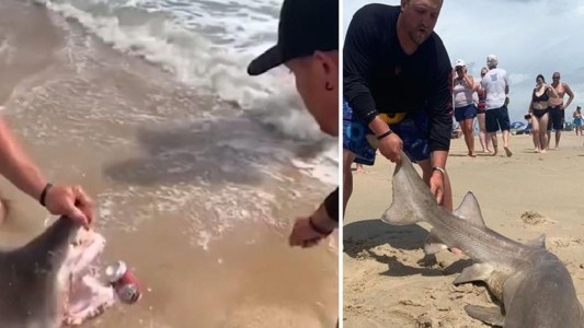 Video: usaron los dientes de un tiburón vivo para abrir una cerveza