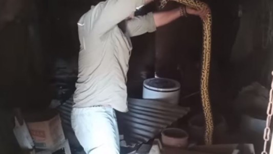 Refaccionaba la casa que heredó de su abuela y se encontró con dos anacondas