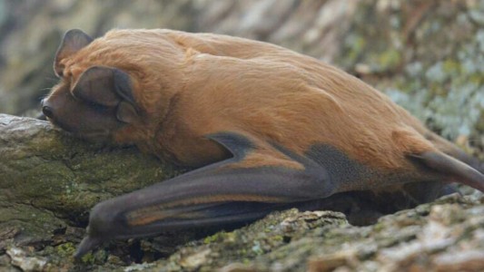 Identificaron una nueva especie de murciélago en la provincia