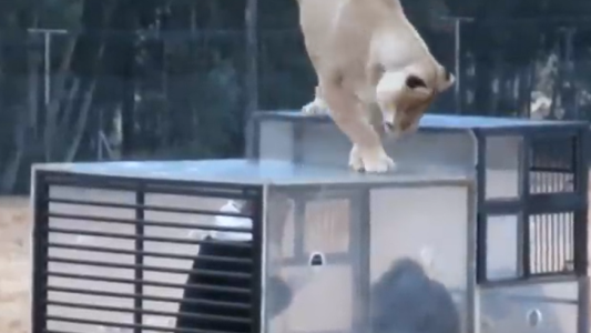 Zoológico al revés: encierran a los visitantes en una jaula y los animales caminan libres