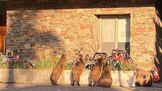 La Asociación Vecinal de Nordelta construirá refugios para los carpinchos