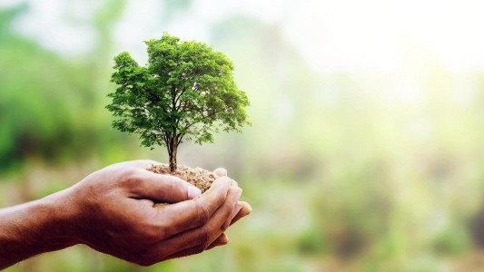 Por el Día del Árbol invitan a celebrarlo con una foto, video o material artístico