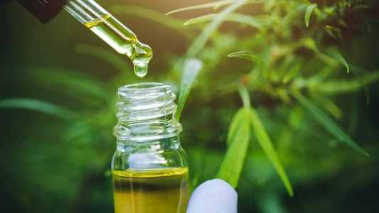 Piden por la creación del Comité Asesor de Políticas Públicas vinculadas al Cannabis