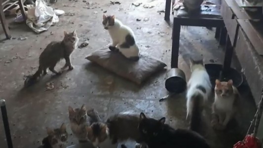 La casa de los 50 gatos abandonados, por dentro: murió la dueña en La Plata