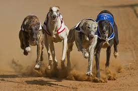 Denuncian que asociación pide regular carreras de galgos, prohibidas por ley en 2016