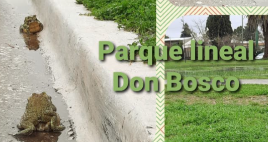 Los carpinchos pasaron de moda: una familia de sapos se instaló en un barrio privado de Quilmes