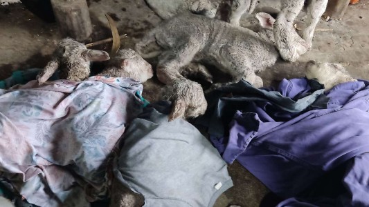 Video: así salvó un productor a 17 corderitos tras una fuerte tormenta en la Patagonia