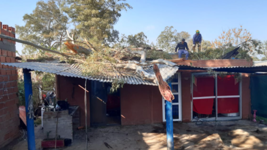 Luego del temporal: el municipio de Santo Tomé trabaja en la recolección de árboles