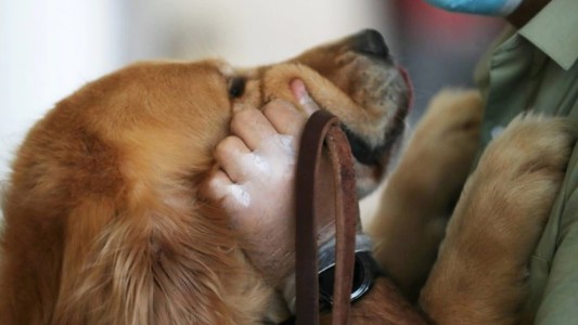 Pelea entre perros en la calle terminó a trompadas entre sus dueños: tres detenidos y un tabique fracturado