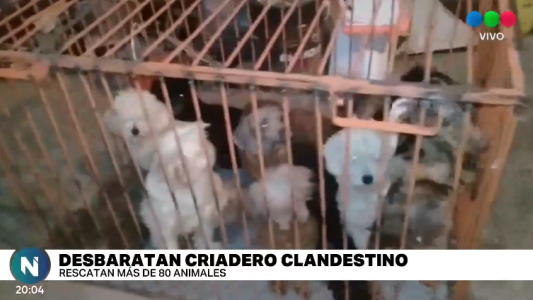 Preparaban animales para la venta en un criadero clandestino en Yapeyú