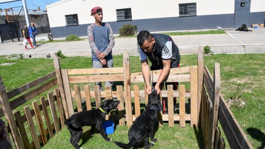 Inédito programa en una cárcel bonaerense: capacitan a internos en el adiestramiento de perros de asistencia