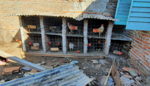 Criaderos clandestinos: ahora encontraron 25 gallos de riña en Yapeyú