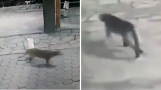 En Bariloche buscan un puma que apareció en el centro de la ciudad