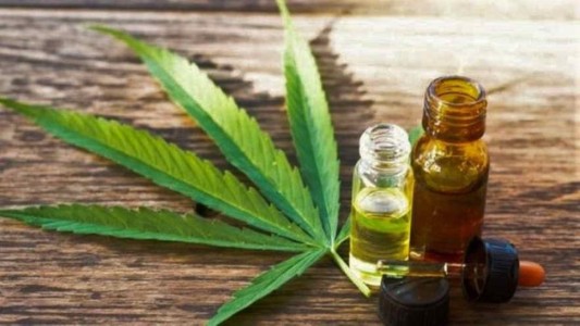 Utilizan inteligencia artificial para testear y obtener aceite de cannabis
