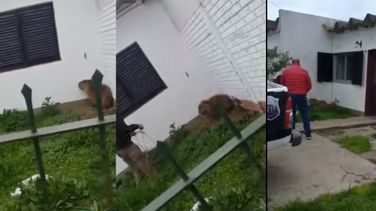 Videos: Un carpincho se instaló en una casa y los dueños tuvieron que llamar a la policía para sacarlo