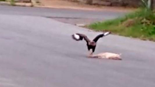 Video: el momento en que un carancho caza un gato por las calles de Lanús