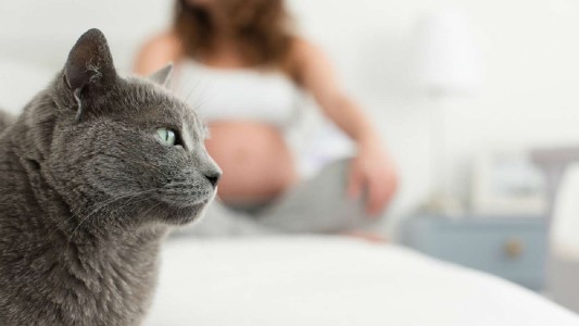 Un grupo de investigadores avanza en el desarrollo de una vacuna contra la toxoplasmosis