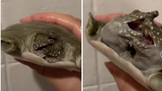 Video viral: el secreto que esconde esta tortuga de dos cabezas