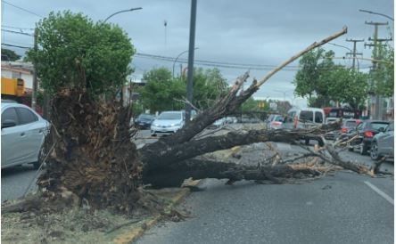 Córdoba: fuertes vientos provocan destrozos en gran parte de la provincia
