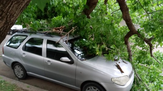 Consecuencias de las fuertes ráfagas: árboles caídos sobre autos y hasta cedió la pared de un edificio