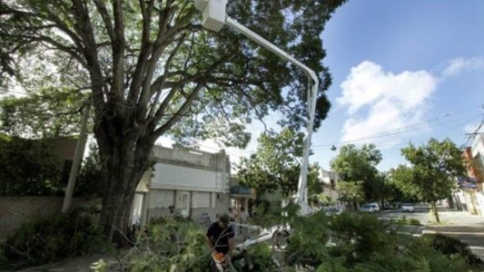 El viento produjo caída de árboles, columnas y hasta de una pared: no hubo heridos