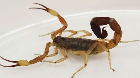 Bullying: le pusieron un alacrán en la panza a un nene, lo picó y tuvieron que internarlo