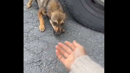 Del miedo al agradecimiento: así reacciona este perrito rescatado