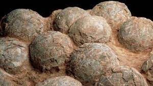 Hallaron en la Patagonia más de 100 huevos de dinosaurios con sus embriones