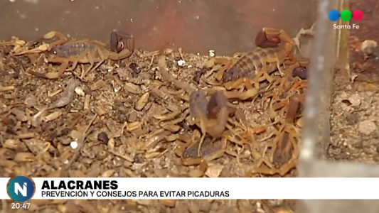 Con el calor llegan los alacranes: recomendaciones para evitar picaduras