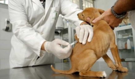 Santo Tomé: La campaña de vacunación antirrábica continuará en la Oficina de Zoonosis