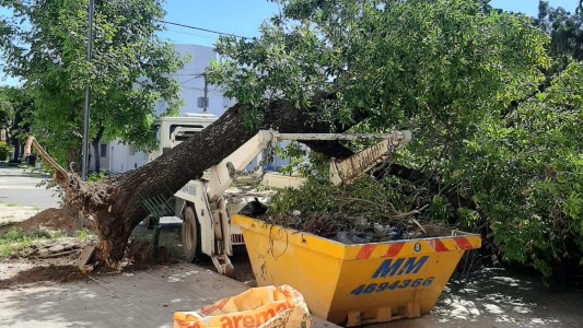 Quiso levantar el contenedor y arrancó el árbol de raíz