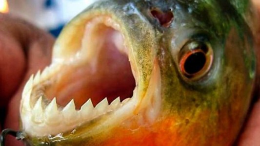 Palometas en la Setúbal: una adolescente perdió un dedo y hubo más de 30 heridos