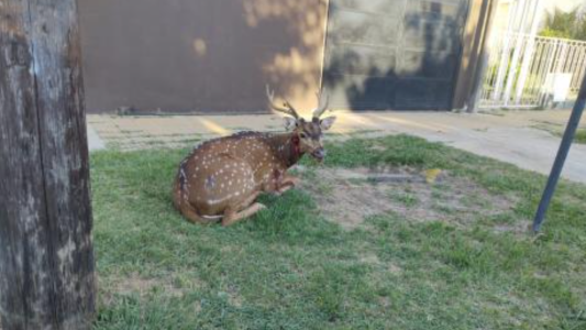 Sorpresa: Encontraron un ciervo por las calles de María Selva