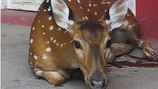 Rosario: Llegó a su casa y en el patio encontró un ciervo