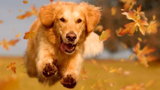 ¿Nuestro perro es feliz?