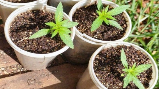 Detuvieron a una odontóloga platense por cultivar cannabis para tratar su fibromialgia